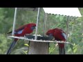 Bower At Broulee - Accommodation Australia 1