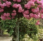 Eden Bed and Breakfast - Accommodation Australia