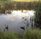 Harewood House Bed and Breakfast - Local Tourism