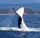 Snug Cove Bed and Breakfast - Accommodation Australia