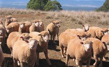 Dairy Flat Farm Holiday - Accommodation Australia 3