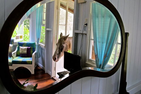 Noosa Avalon Farm Cottages - Local Tourism 10