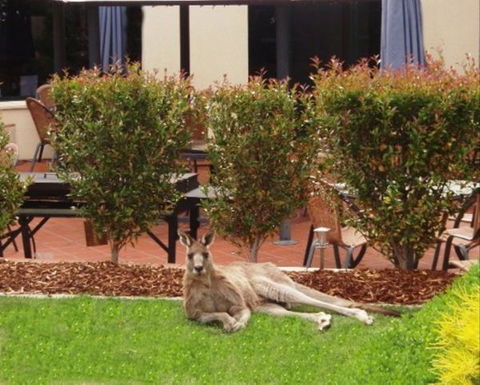 Alpha Canberra Hotel And Apartments - Bed n Breakfasts 1