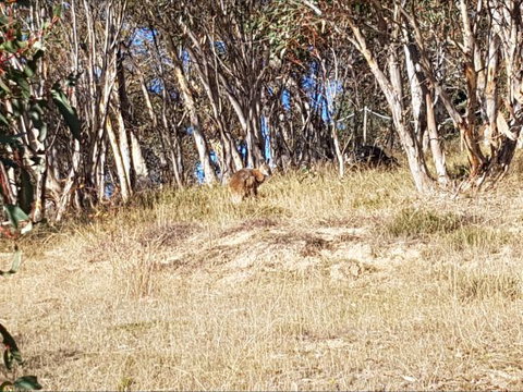 Braemar Bay Holiday Park - Accommodation Australia 10