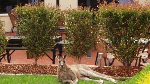 Alpha Canberra Hotel And Apartments - Bed n Breakfasts 0