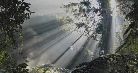 Eastern Dandenong Ranges Visitor Information Centre - Local Tourism 5