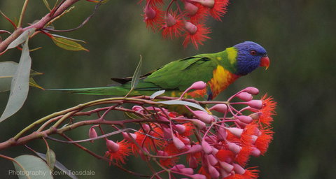 Eastern Dandenong Ranges Visitor Information Centre - Local Tourism 16