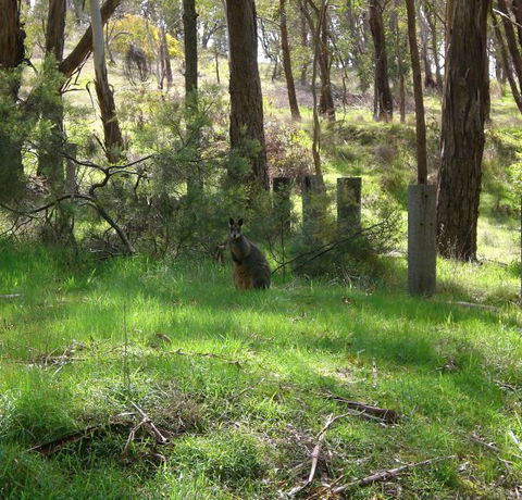 Mount Cole Cottages - Local Tourism 7