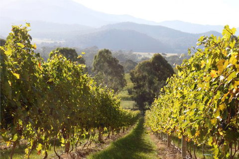 Pizzini's Vineyard Guesthouse - Local Tourism 6