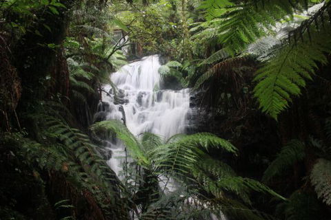 Tarra Valley Caravan Park - Local Tourism 4