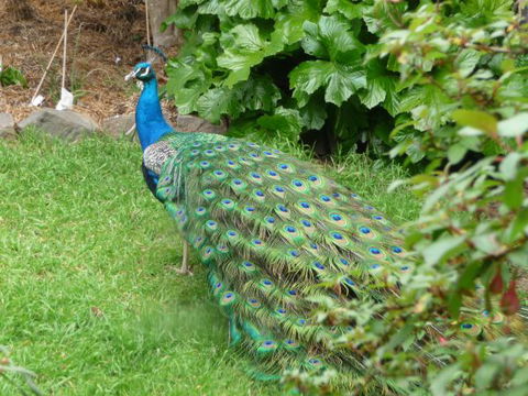 Eurambeen Historic Homestead And Gardens - Local Tourism 4