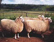 Camerons Farmstay - Accommodation Australia 2