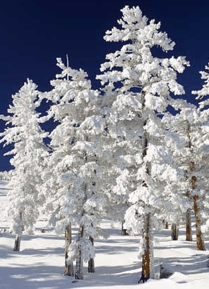 Mt Buller Apartment Management Services - Accommodation Australia