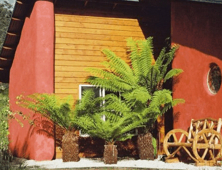 Whispering Spirit Cottage  Miniature Pony Stud - Accommodation Australia