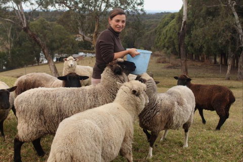 Blueberry Hills On Comleroy - Accommodation Australia 7
