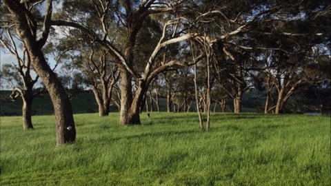 Dragonfly Cottages - Accommodation Australia 1