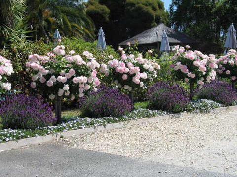 Golden Chain Wine Village Motor Inn - Accommodation Australia 4
