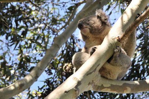 Harmony At Tower Hill - Local Tourism 7