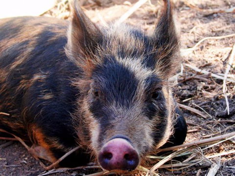 Jamberoo Valley Farm - Local Tourism 2