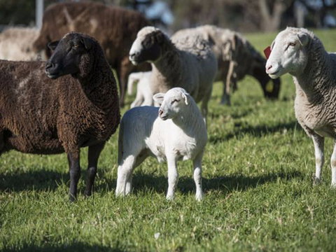 Jamberoo Valley Farm - Local Tourism 4