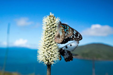 Keswick Island Camping And Glamping - Accommodation Australia 7