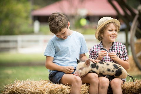 Paradise Country Farmstay - Local Tourism 8