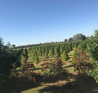 Rutherglen Christmas Trees Farm Stay - Local Tourism
