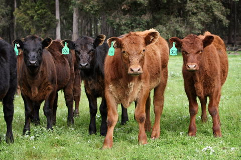 Boronia Farm - Accommodation Australia 3