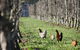 Boronia Farm - thumb 8