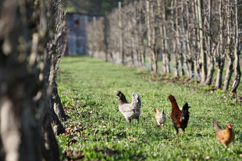 Boronia Farm - Accommodation Australia 8