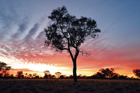 Cunnamulla Tourist Park - Local Tourism 3