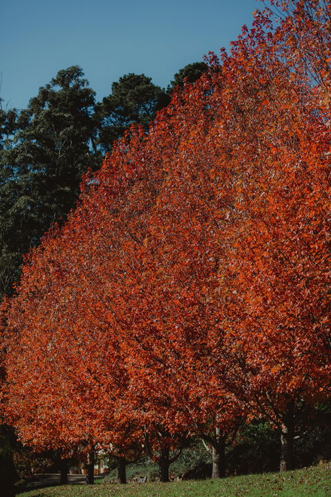 Dennarque Estate - Local Tourism 6