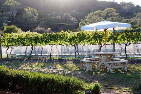 Every Man And His Dog Vineyard - Local Tourism 1