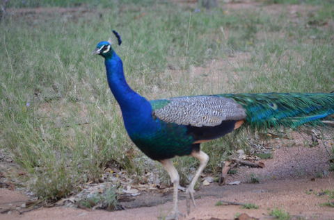 Goat Rock Camping Ground And Tourist Park - Accommodation Australia 9