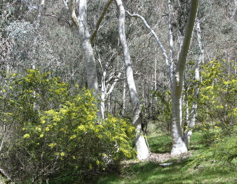 Highfield Farm And Woodland Bush Campsites - Local Tourism 4