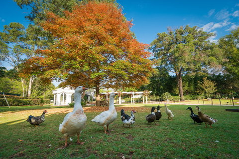 Kalinya Estate - Local Tourism 8