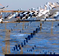Pelican Perch Retreat - Accommodation Australia