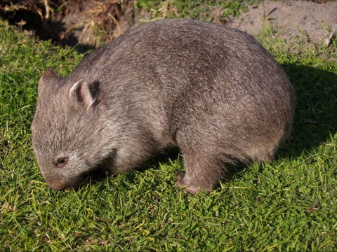 The Patriarch Wildlife Sanctuary Camping Ground - Australia Shopping 2