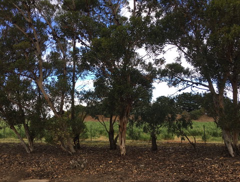 Eldorado Tourist And Residential Park - Local Tourism 6