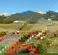 Farringdon Homestead - Local Tourism