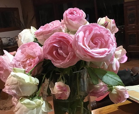 Jalbrook  Estate-  Cottages,Alpacas,Gallery & Function Centre - Accommodation Australia 1