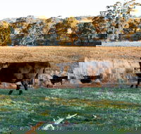 Lone Pine Homestead - Local Tourism