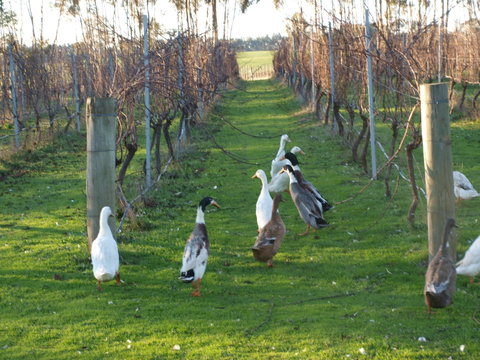 Pierrepoint Wines Bed & Breakfast - Accommodation Australia 2