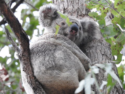Twilight Grove Farm Bed And Breakfast - Accommodation Australia 1