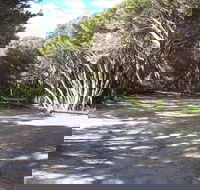 3 Mile Bend Campground - Beachport Conservation Park - Local Tourism