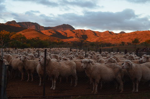 Merna Mora Station - Accommodation Australia 1