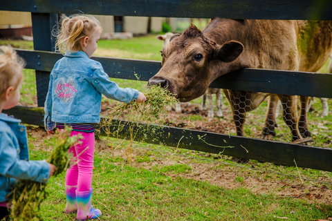 Tobruk Sydney Farm Stay - Local Tourism 2