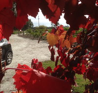 Under the Vines