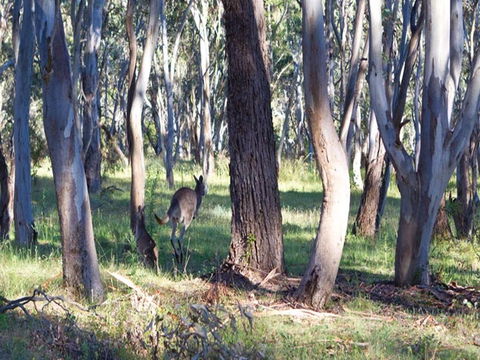 Apsley Falls Campground - Local Tourism 2