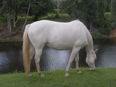 Imbil Bridge Farm And Homestead - Accommodation Australia 1